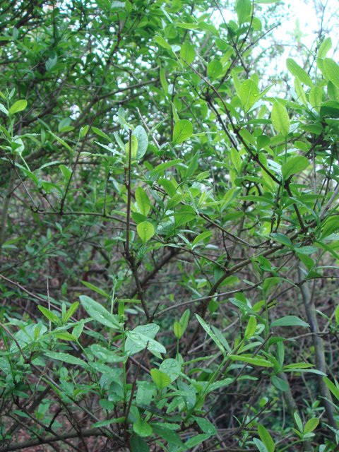 Ligustrum vulgare 'Pyramidalis' P1E